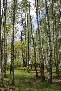 Роща александры