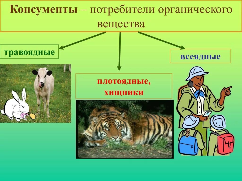 К консументам первого порядка относятся. Трупоядные животные консументы. Травоядные и плотоядные животные. Хищники и травоядные животные. Животные всеядные хищники.