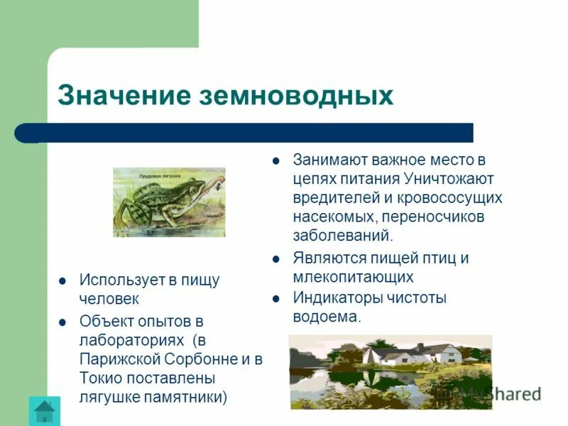 Многообразие и значение земноводных в природе. Таблица многообразие земноводные. Многообразие класса земноводные. Разнообразие земноводных виды. Сообщение по теме: "многообразие земноводных".