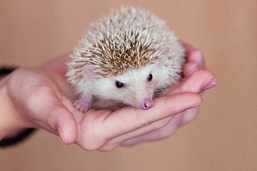 Jake says hedgehogs are decreasing