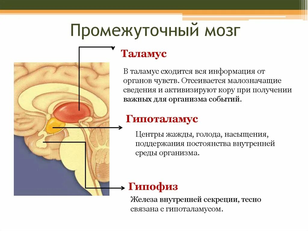 Гипоталамус содержит центры голода и жажды. Промежуточный мозг гипоталамус строение. Структуры промежуточного мозга. Функции гипоталамуса промежуточного мозга. Промежуточный мозг таламус строение и функции.