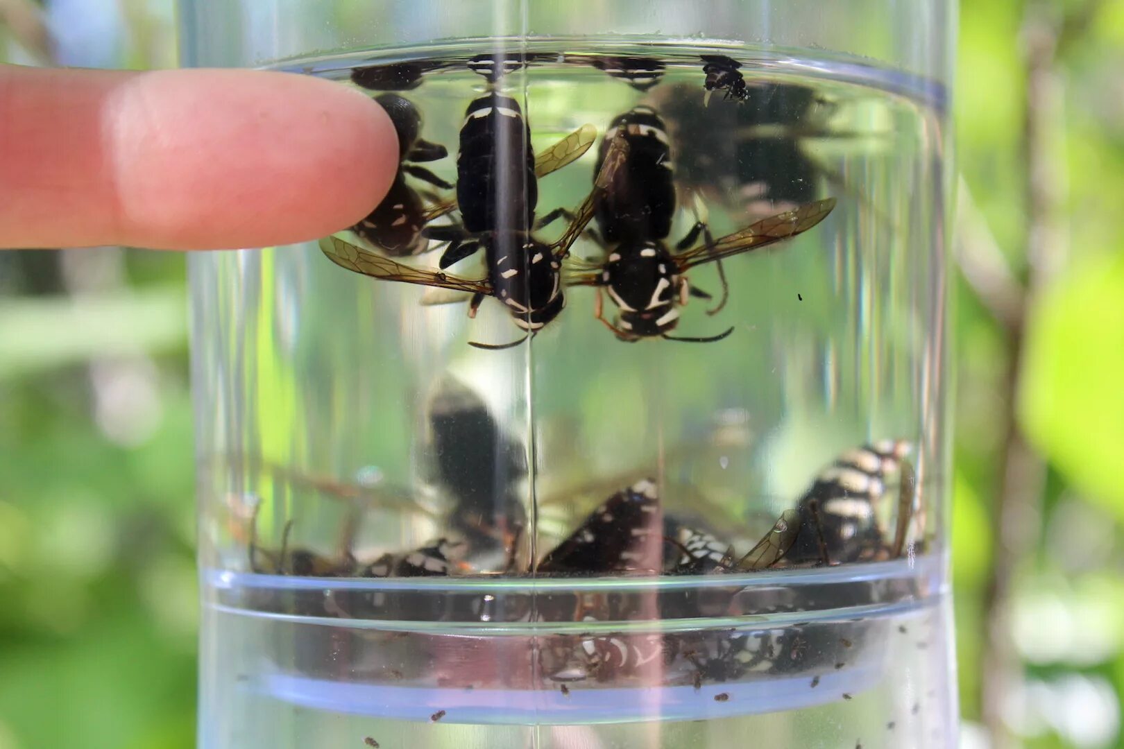 На что ловить ос 4 Ways to Get Rid of Wasps Get rid of wasps, Wasp, Wasp repellent