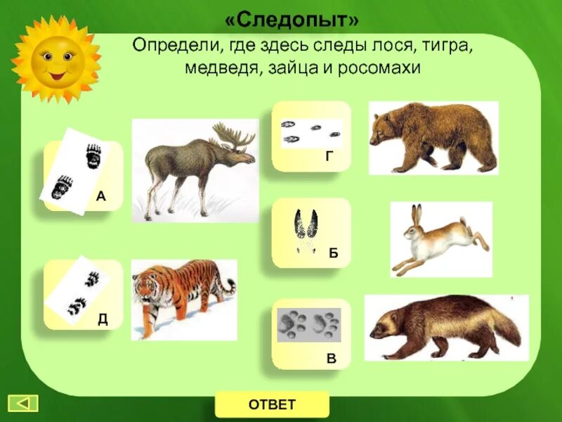 Поконкретней где. Определи где здесь следы лося тигра медведя зайца и Росомахи ответы. Где живут тигр, медведь Лось. След тигра и медведя сравнение. Тигр медведь мальчик заяц.