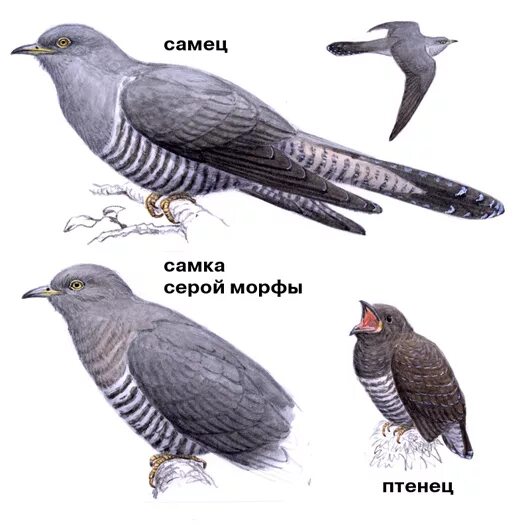 Птицы якутии презентация. Лебедь звонкие и глухие. Кукушка все согласные глухие. Хакасия глухая кукушка. Где зимует кукушка.
