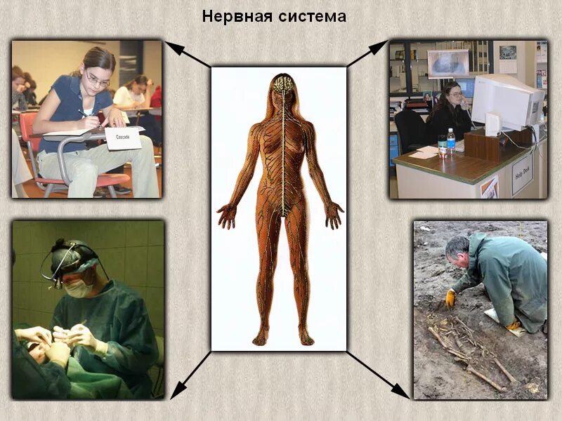 В каком классе изучают размножение. Урок биологии. на урок биологии человек. урок биологии 8 класс. тема размножение человека.