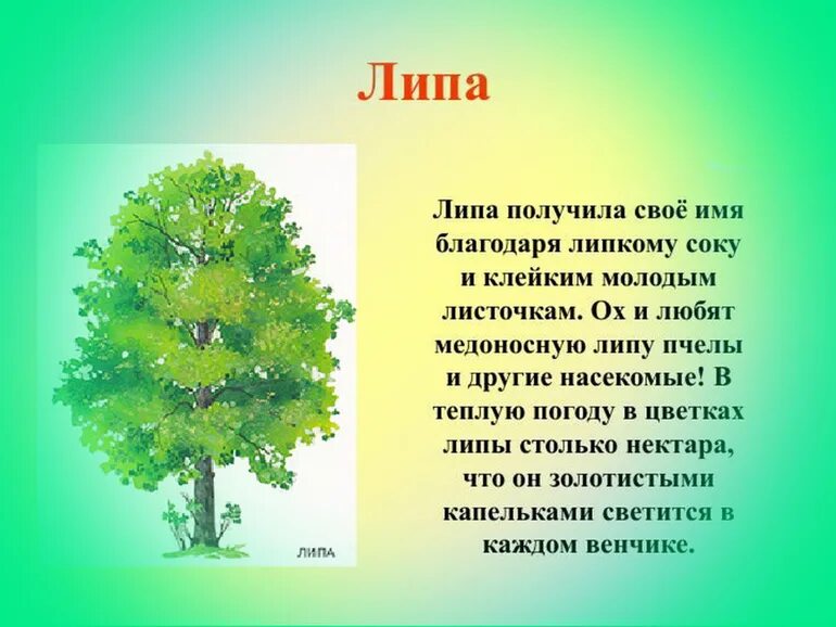 Почему деревья молодые. Какое дерево символ России. Команда дерева почему дерево почему дерево почему. Деревьев почему ь. Почему так называется дети на деревьях.