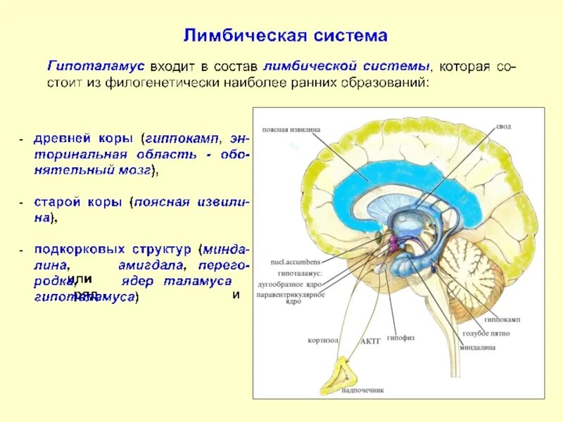 Лимбическая система гиппокамп функции. Структуры лимбической системы головного мозга функции. Лимбическая система: структуры и их связи. Гипоталамус лимбическая система ретикулярная формация.