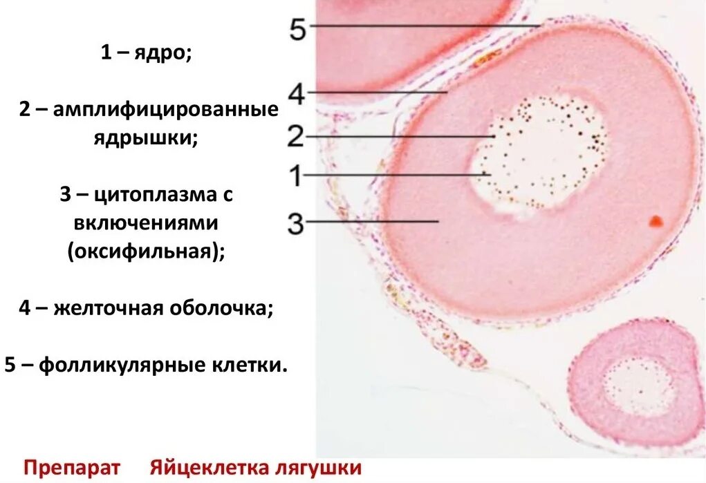 Яйцеклетка гистология препарат. Строение яйцеклетки. Строение яйцеклетки человека. Умеренно телолецитальная яйцеклетка лягушки.