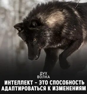 Есть дух волка