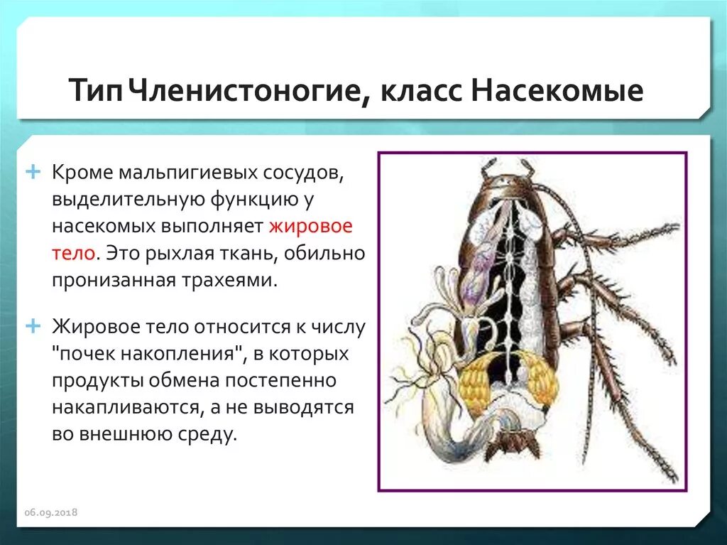 Представители какого класса имеют мальпигиевы сосуды. Тип выделительной системы у насекомых. Выделительная система членистоногих насекомые. Выделительная система членистоногих 7 класс. Строение мальпигиевых сосудов насекомых.