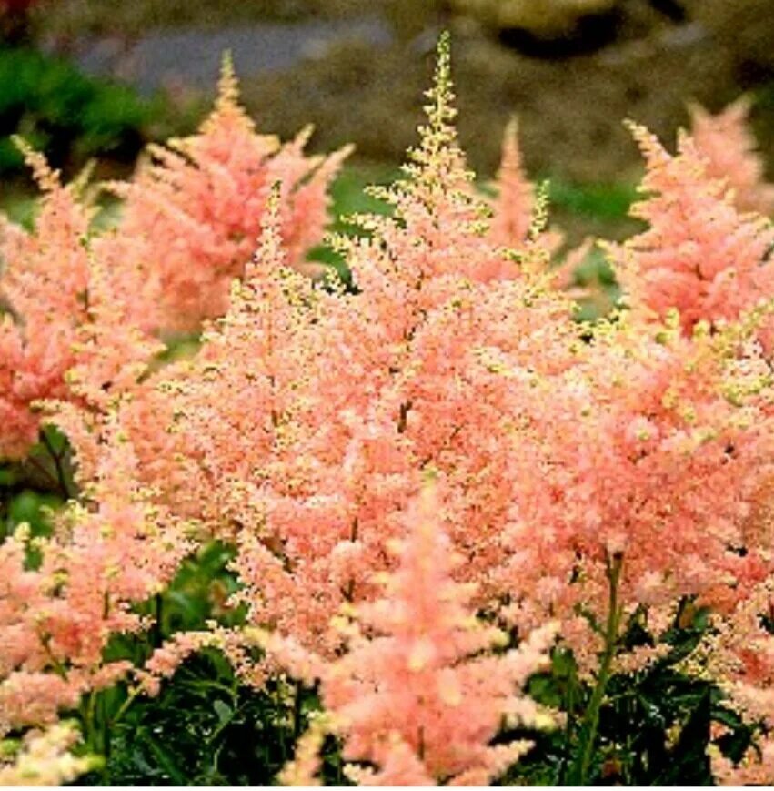 Астильба лучшие сорта. Астильба японская peach blossom. астильба пич блоссом. астильба queen alexandra. астильба (сорт &#039;peach blossom&#039;).