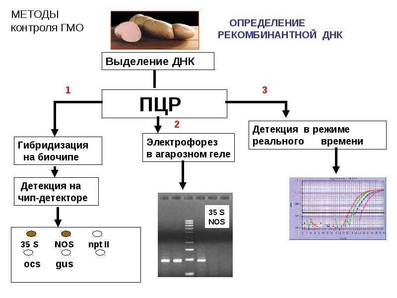 Метод днк идентификации. Исследование методом полимеразной цепной реакции ПЦР. ПЦР метод исследования этапы. Методы детекции ПЦР-продуктов. Схема ПЦР лабораторное исследование.