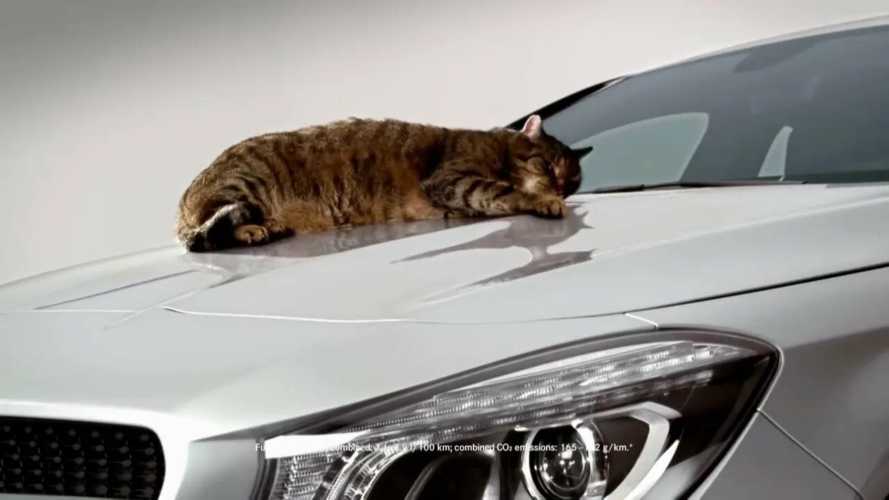 Кот на мерседесе. Кот на фоне машины. Кот на фоне БМВ. Обои с котом на фоне машины.