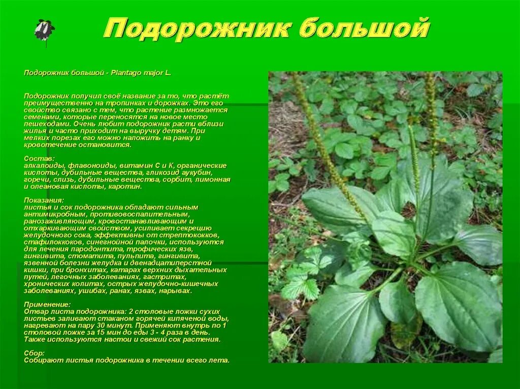 Для чего применяется подорожник. Подорожник трава лечебные. лекарственные растения подорожник лекарственный. подорожник для травника. полезное растение подорожник.