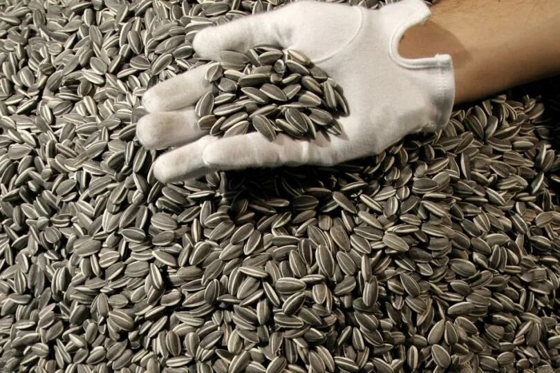 спк лакомка семечки. подсолнечные семечки. семечки текстура. семена подсолнечника. жареных семян подсолнуха.