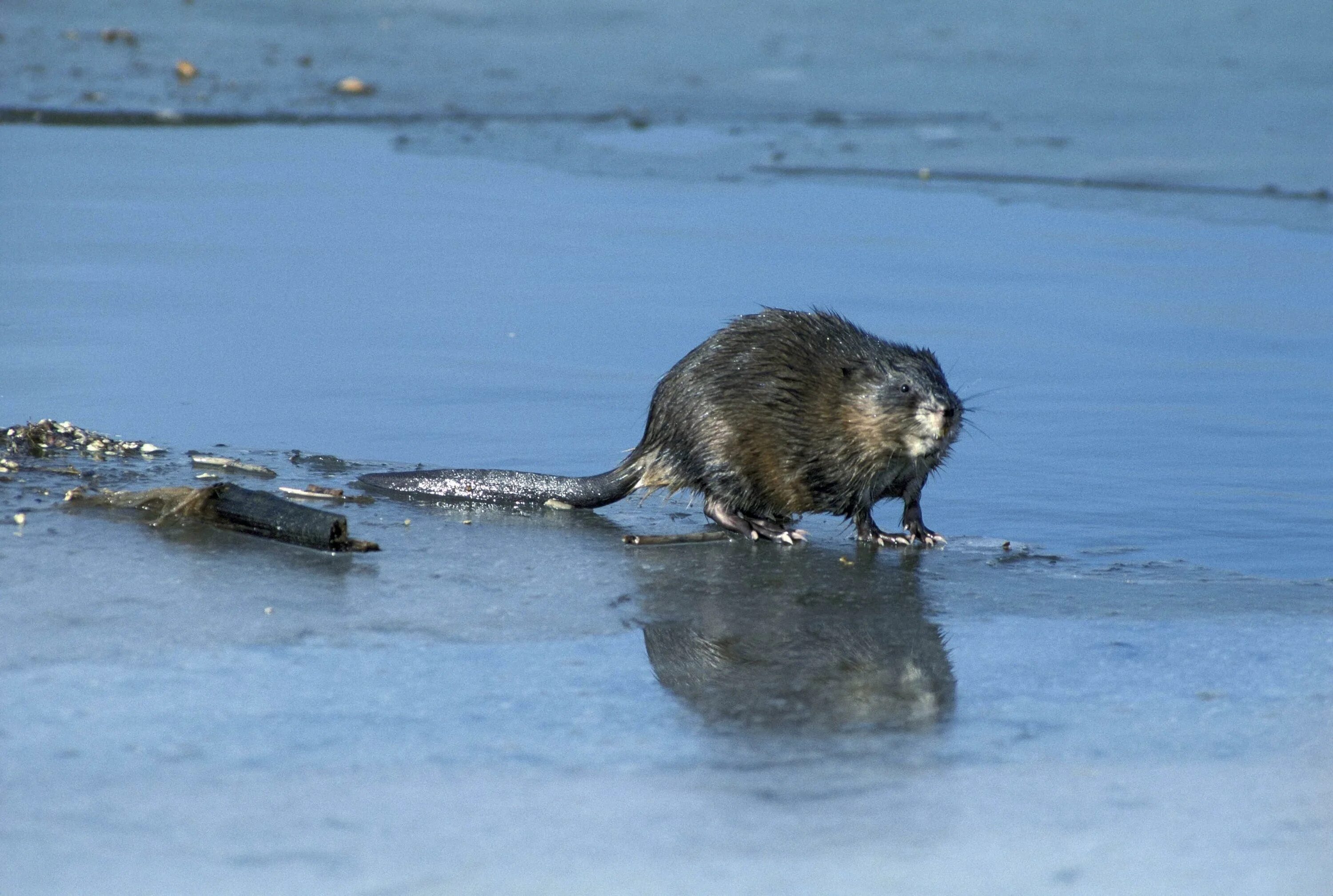 Водяная крыса ондатра. Ондатра Речная. Крыса ондатра. Ондатра (Ondatra zibethicus). Водяная ондатра