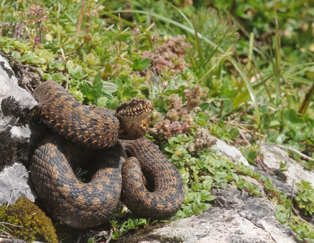 Гадюка обыкновенная (лат. Vipera berus. Гадюка обыкновенная в Карелии. Змеи Карелии гадюка. Змеи на Кольском.