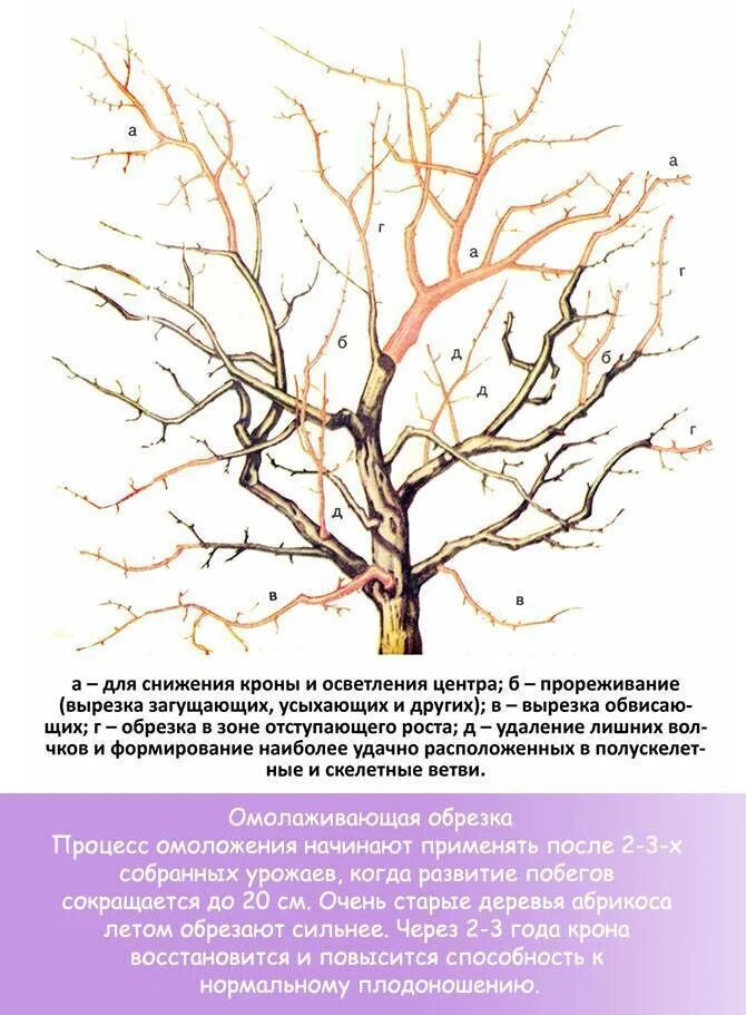 Обрезка плодовых деревьев весной в подмосковье сроки. Обрезка абрикоса весной схема. Обрезка абрикосового дерева весной. Весенняя обрезка абрикоса схема. Обрезка плодовых деревьев весной абрикос.