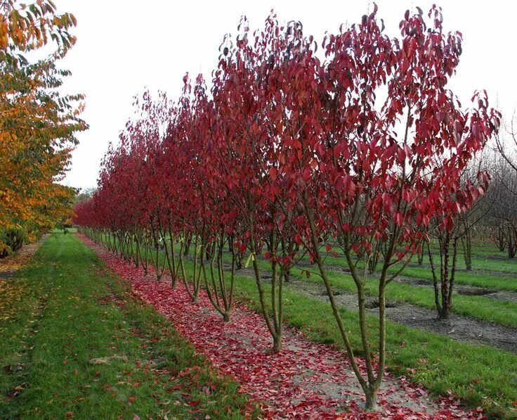 Сакура роял. Вишня роял бургунди. prunus serrulata &#039;royal burgundy&#039;. вишня мелкопильчатая royal burgundy. роял бургунди дерево.