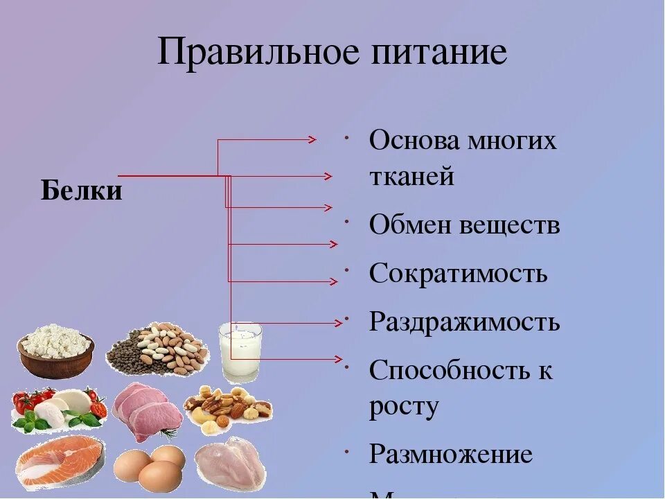 Что входит в белковую. Правильное питание белки. Белок в продуктах. Белок в рационе питания. Белковые продукты.