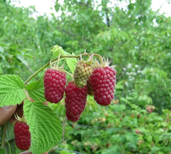 Суперкрупноплодная малина ЛЯЧКА (LASZKA) - купить в Уфе, цена 200 руб., продано 