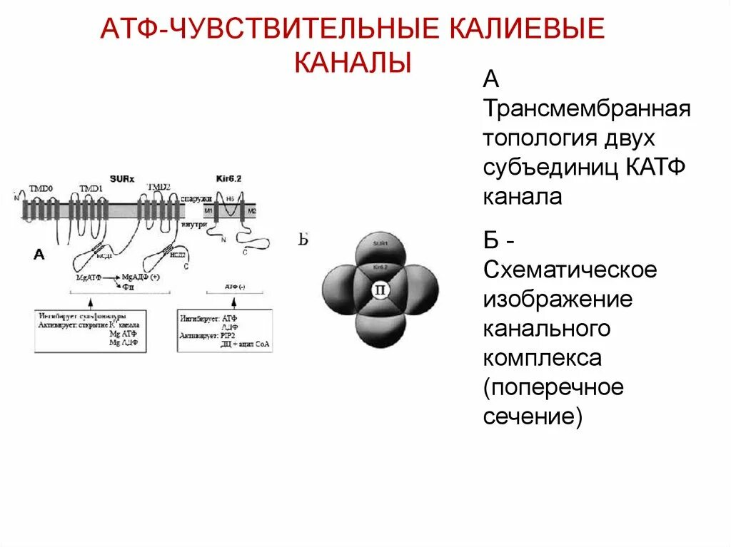 Атф вопросы. Атф зависимые калиевые каналы. атф-чувствительные калиевые каналы. строение калиевого канала. калиевый ионный канал.