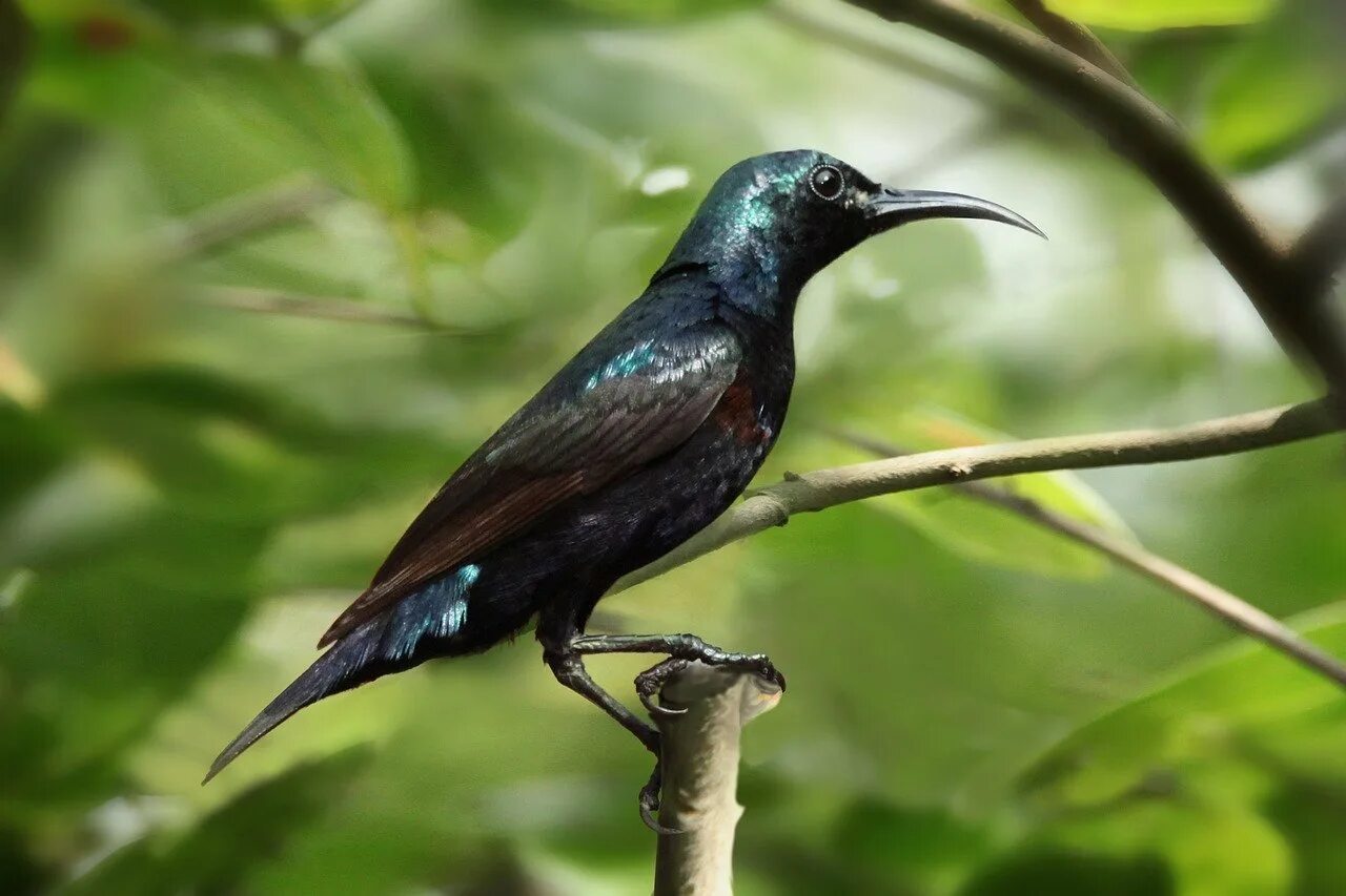 Птица с острым оперением. Сокотранский длиннохвостый скворец. Микронезийский скворец. Черная птица с зеленым отливом. Птица черная с зеленоватым отливом.