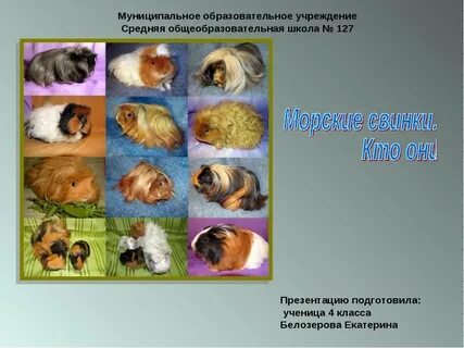 Какие цвета различают морские свинки