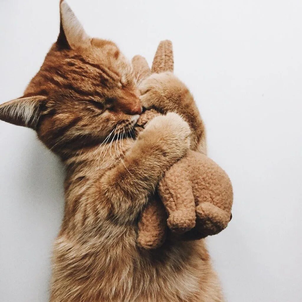 Коты обнимаются. Котики обнимашки. Кошка обнимает. Котик обнимает.