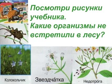 Как называются растения и животные