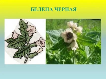 Как пишется белены