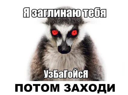 Какое животное говорить узбагойся мем