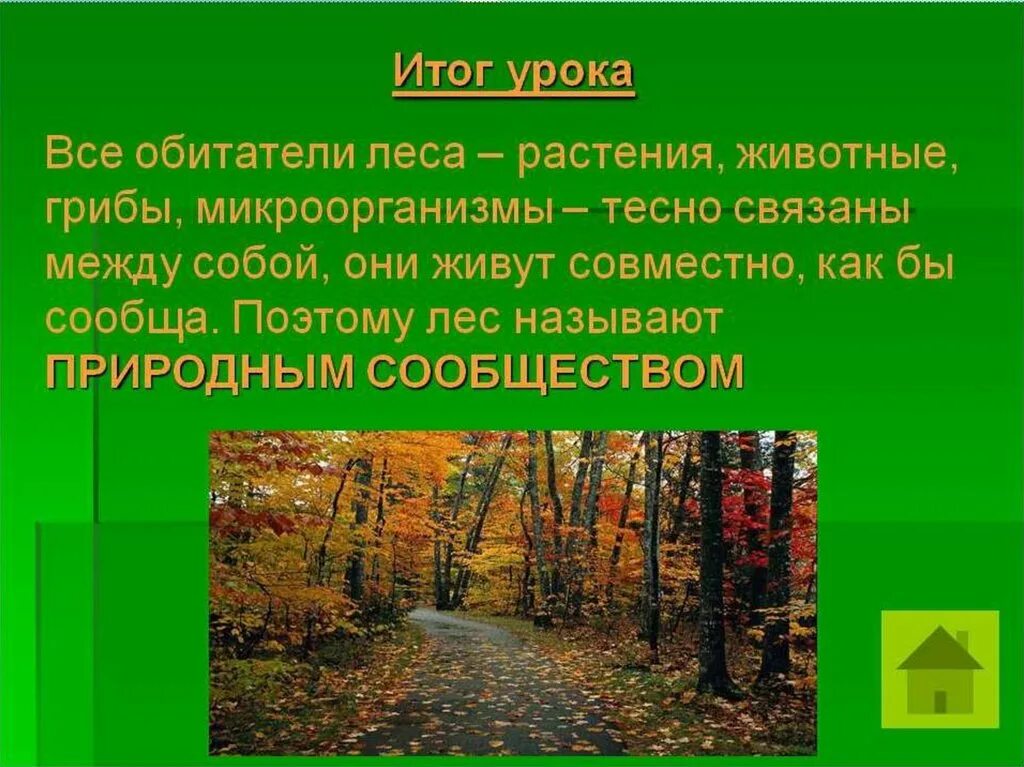 Сообщение о природных сообществах родного края. Природное сообщество лес. Сообщение о природном сообществе. Доклад про лес. Проект на тему лес.