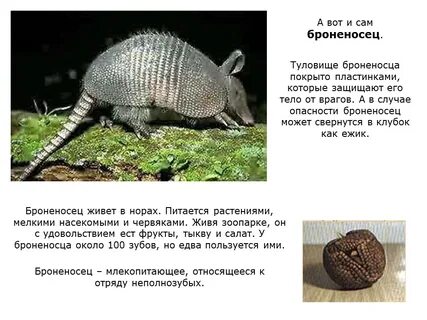 Где живет броненосец