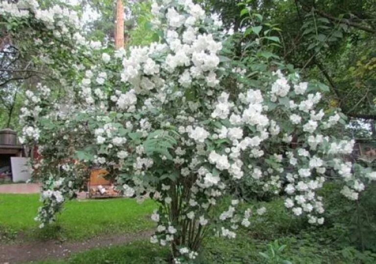 Чубушник калина. Чубушник старбрайт. Чубушник кустарник. Как правильно чубушник. Чубушник махровый куст.