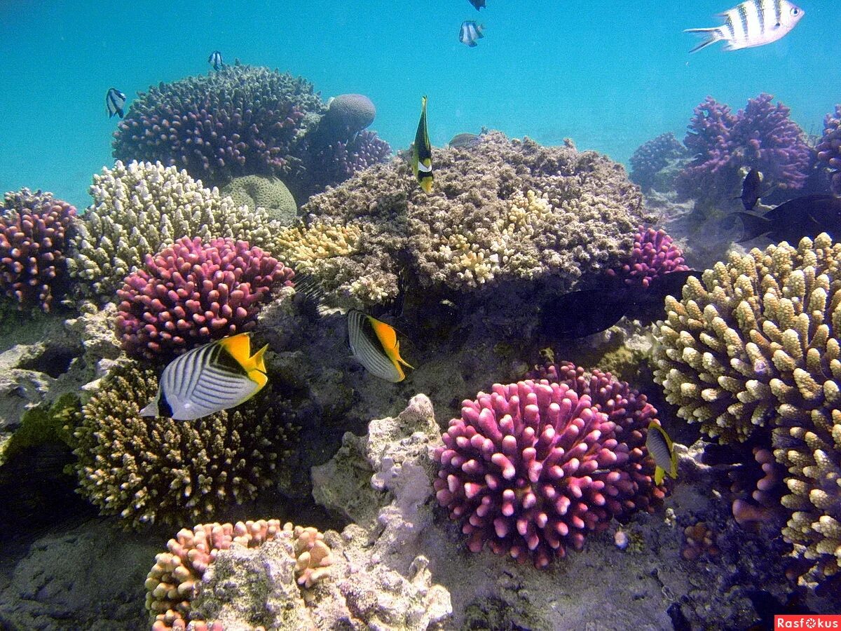 кораллы в хургаде. египет хургада кораллы. шарм-эль-шейх риф рыбы. красное море риф шарм эль шейх. хургада пляжикорралрвве рифы.