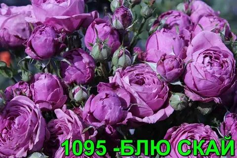 Блю скай фрилендер