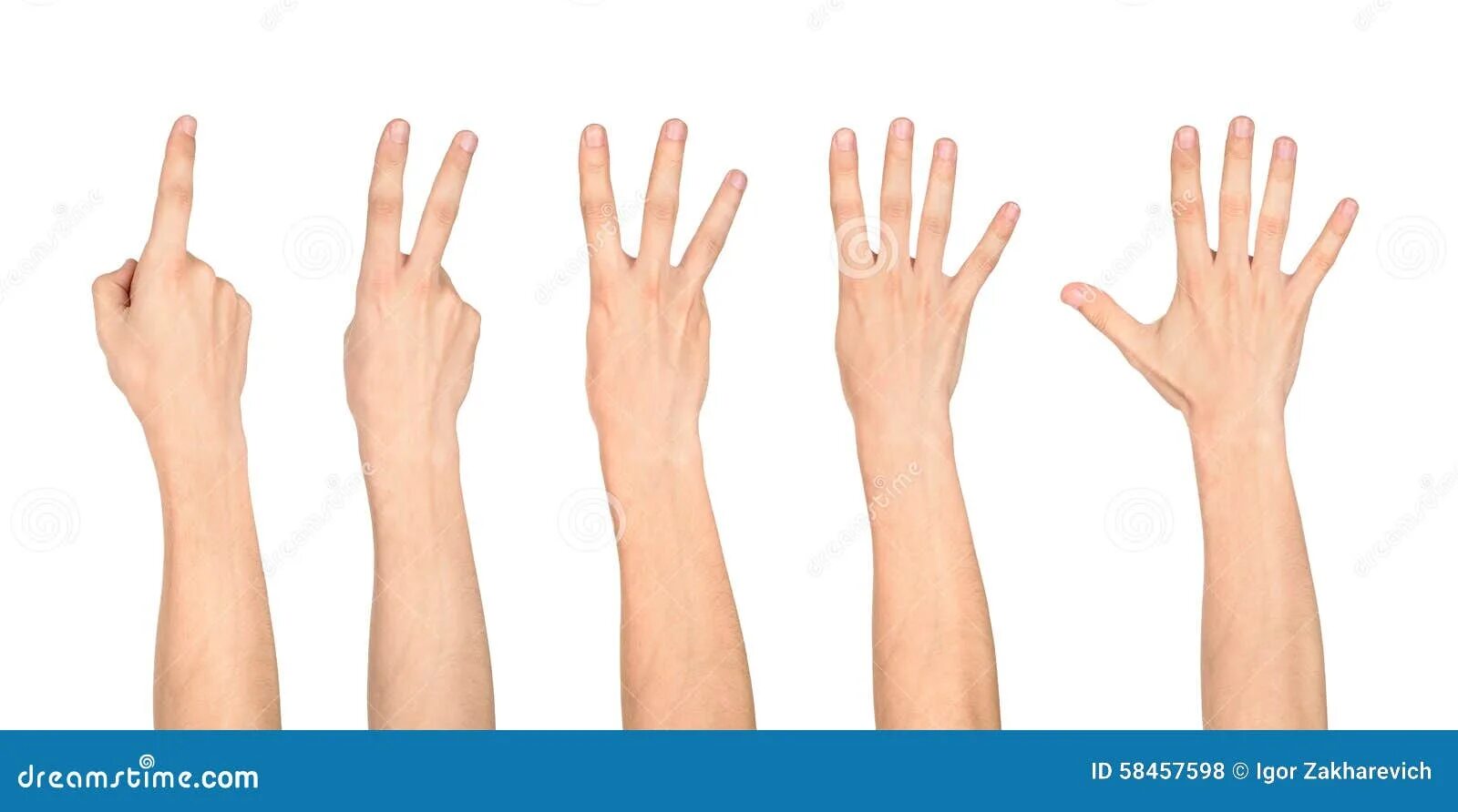 Пальцы от одного до пяти. Руки с пальцами от 1 до 5. Четыре пальца на белом фоне. Цифры на пальцах на белом фоне. Можно считать на пальцах