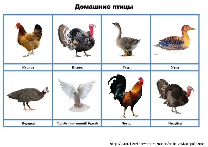 Гусь утка индюк. Птичий двор утка, индюк, курица,гусь, петух. Утка индюк гусь курица. Домашние птицы для дошкольников. Куры утки гуси индюки.