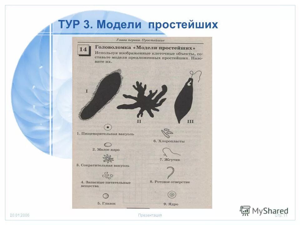 3 простейших моделей. Модель простейшего. Головоломка "модели простейших животных" 7 класс.