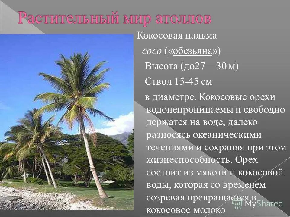 Coconut перевод на русский. Доклад про пальму. Что такое Пальма кратко. Пальма для презентации. Интересные факты о пальмах.