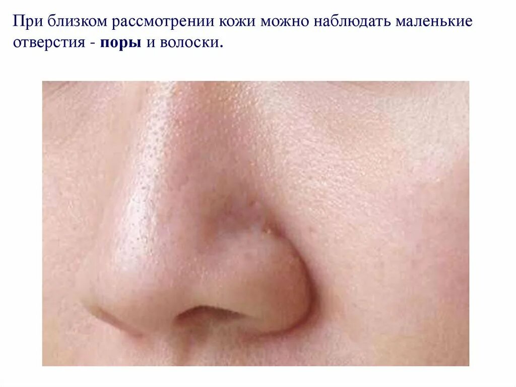 Сквозь поры. Сквозь поры. Текстура человеческой кожи. Сквозь поры. Кожа человеческая.
