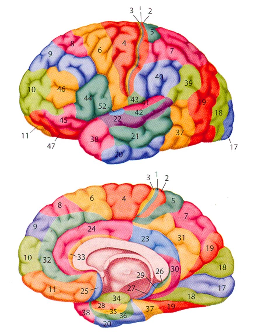 Brain 52. Поля коры головного мозга по Бродману. Карта полей коры больших полушарий по Бродману. Зоны Бродмана.