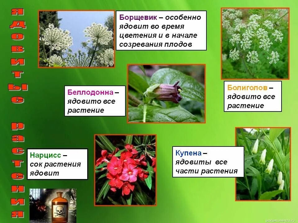 Лекарственное животное список. Ядовитые растения. Ядовитые и полезные растения. Лекарственные и ядовитые растения. Несъедобные растения.