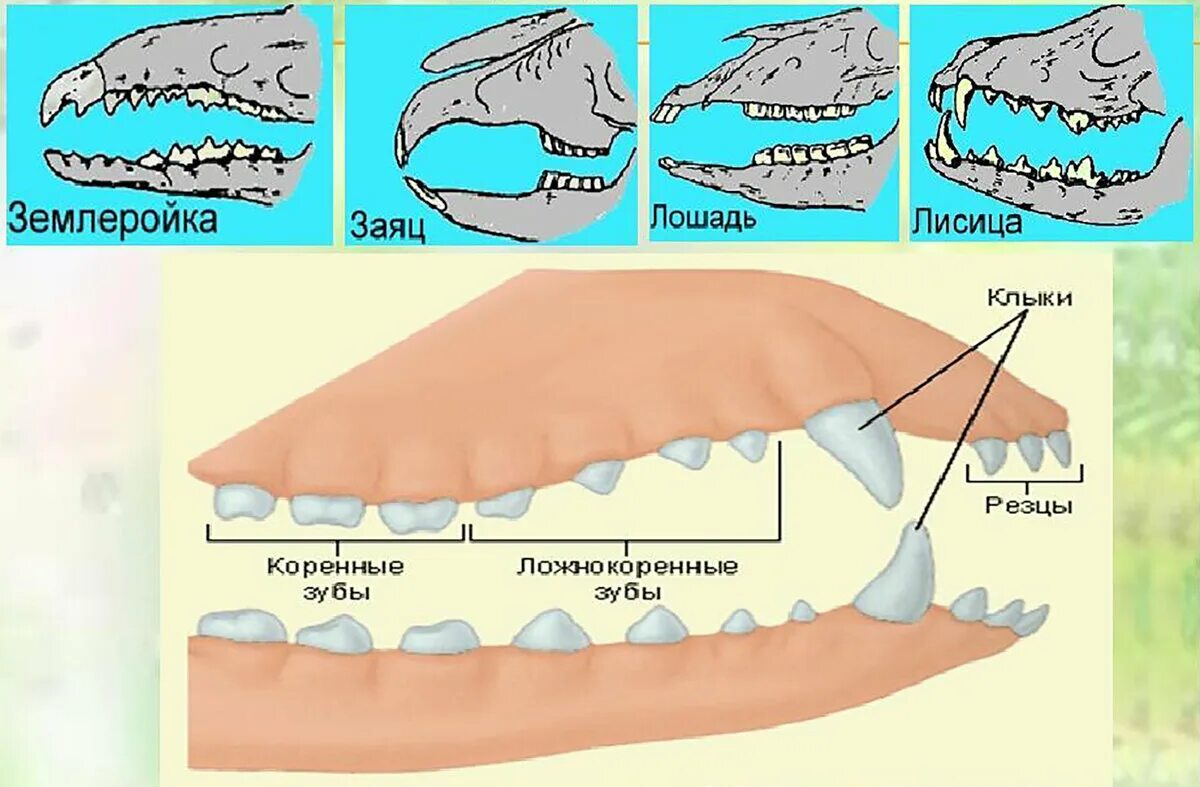 Клыки используются для у млекопитающих. Строение зубов млекопитающих биология 7 класс. Зубная система млекопитающих 7 класс. Строение зубов млекопитающих. Зубная система млекопитающих.