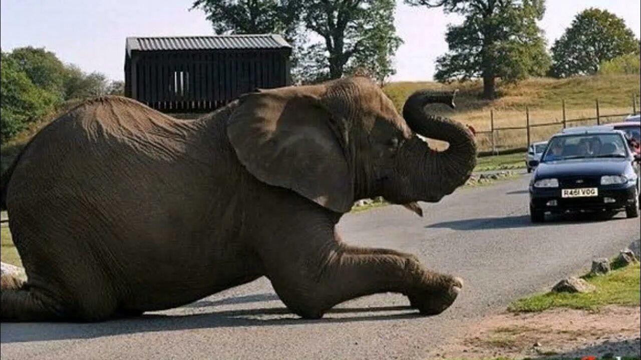 Elephant car. Слон автомобиль. Слон на дороге. Африканский слон и машина. Слоненок на машине.