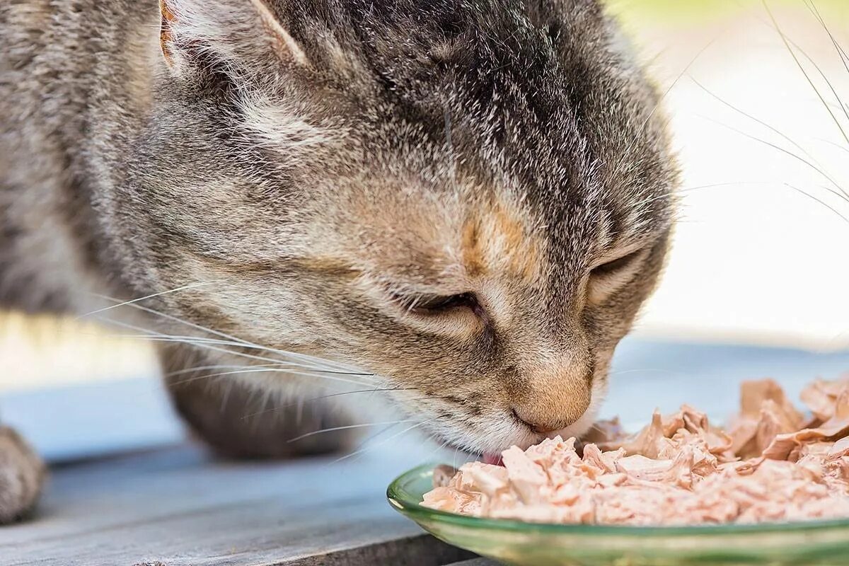К чему снится съесть кошку