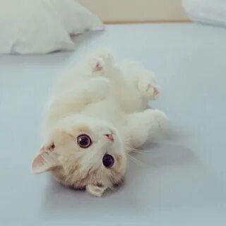 Покажи очень милых животных
