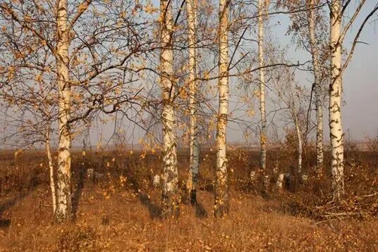 Октябрь березки. Осень октябрь. Октябрь березки. Октябрь природа береза. Березка в октябре.