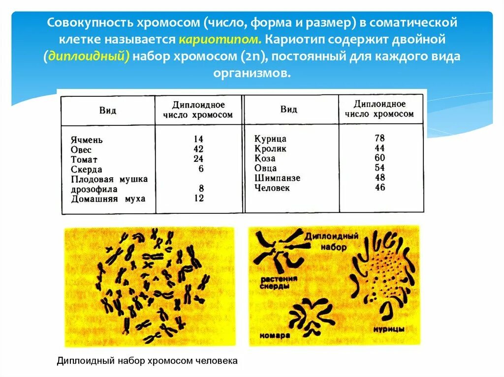 Сколько аутосом содержится у человека. Кариотип набор хромосом. Хромосомный набор кариотип человека. Число хромосом у человека.